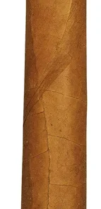 Cuaba Salomon